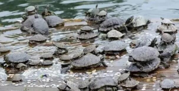 灵隐寺旁小溪中大量放生乌龟死亡