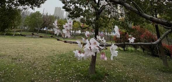 描写桃花的诗句