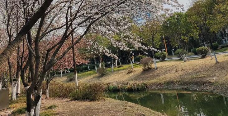 花开的句子唯美