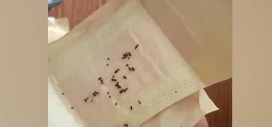 女子在卫生巾中发现大量发黑虫卵