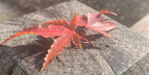 香椿芽如何长期保鲜存放
