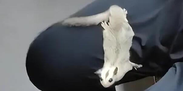 地铁出现宠物鼠挠伤乘客