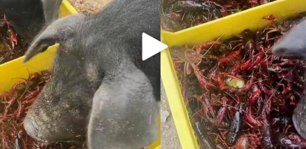 女子每天用上百斤小龙虾喂猪