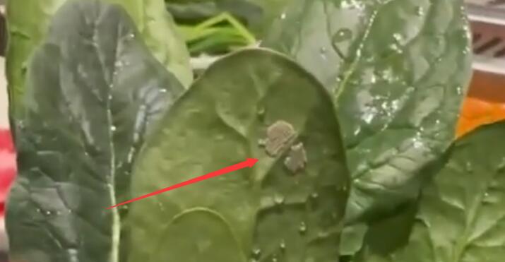 黄木香花为什么不能种