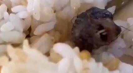 学校食堂吃出老鼠头