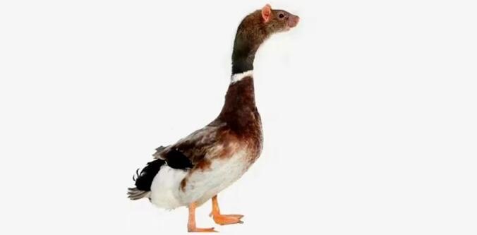 鼠头鸭脖事件异物为鼠头