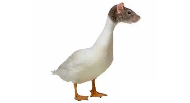 鼠头鸭脖院校已删除鸭脖声明