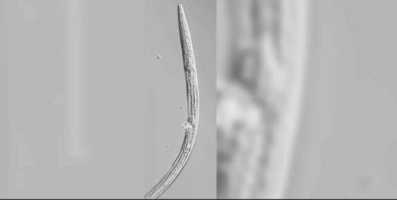 科学家复活了46000年前的虫子