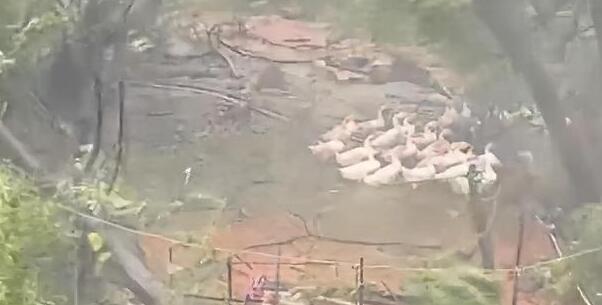 杜苏芮台风将树连根拔起