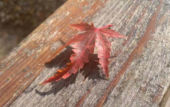 看到女友发视频夸婆婆一查她已婚