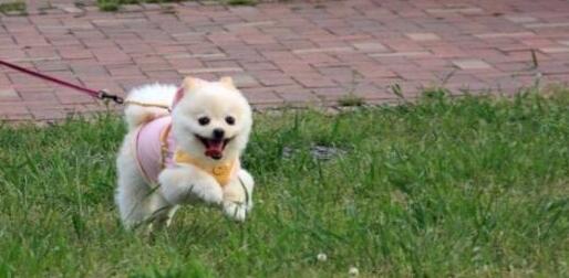 拜登宠物犬指挥官被逐出白宫