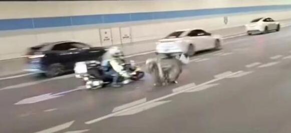 郑州鸵鸟出逃大结局