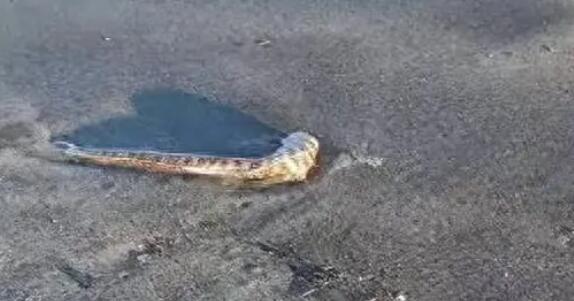 日本北海道海岸现大量沙丁鱼尸体