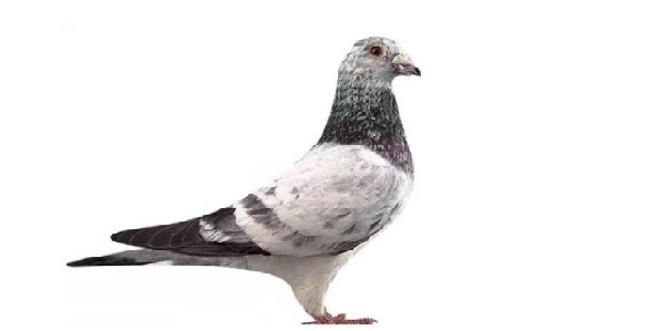 开尔公棚赛鸽公棚