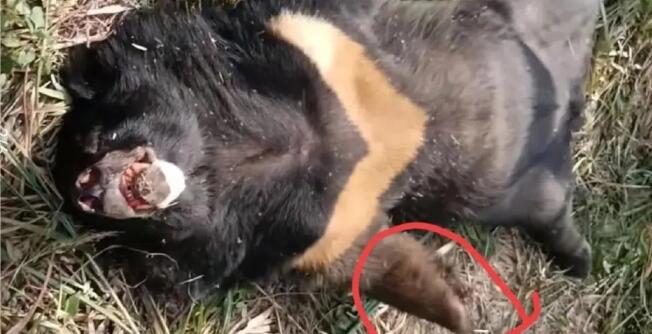 黑熊爬上高压电塔触电死亡