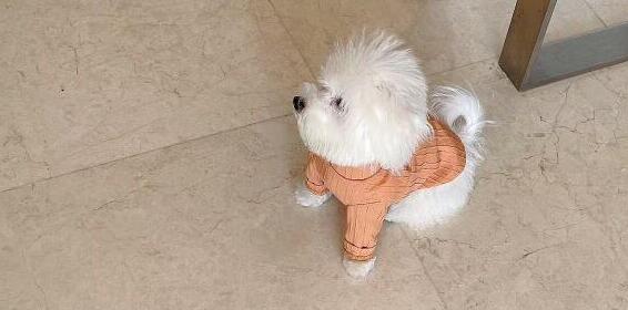 狗在超市商品上乱尿店员提醒