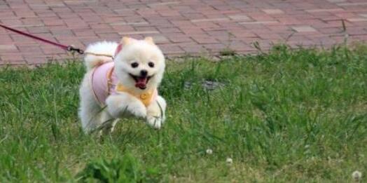 韩国国会通过禁食狗肉法案