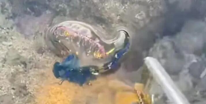 三亚沙滩现多起剧毒水母伤人事件