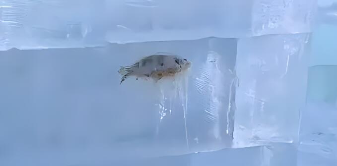 哈尔滨冰雕含鱼量极高