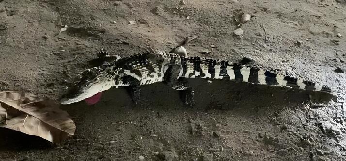 深圳一河道惊现鳄鱼