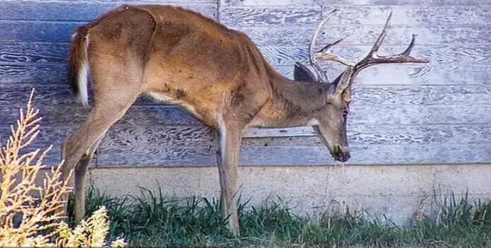 美国72岁老人感染僵尸鹿病毒死亡