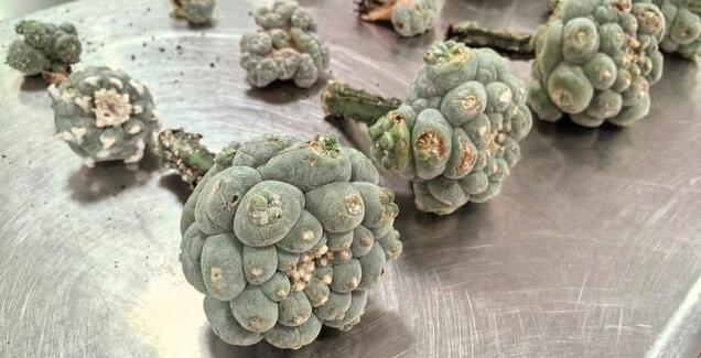 海关截获十几株致幻多肉乌羽玉