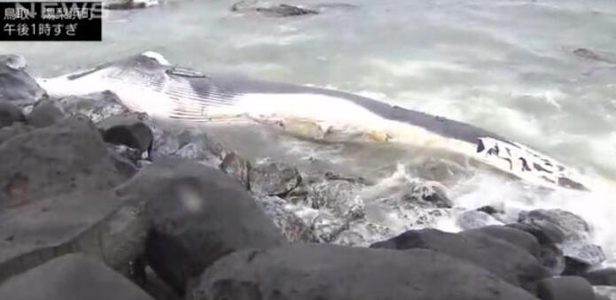 日本海岸现超10米长鲸鱼尸体