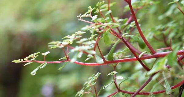 浙江江山发现新物种须女景天