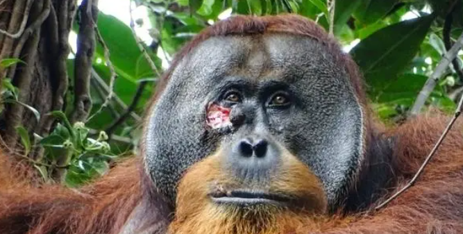 红毛猩猩首次被发现用药草处理伤口