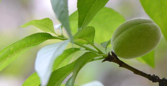 高速收费员称桃子未熟不能走绿通