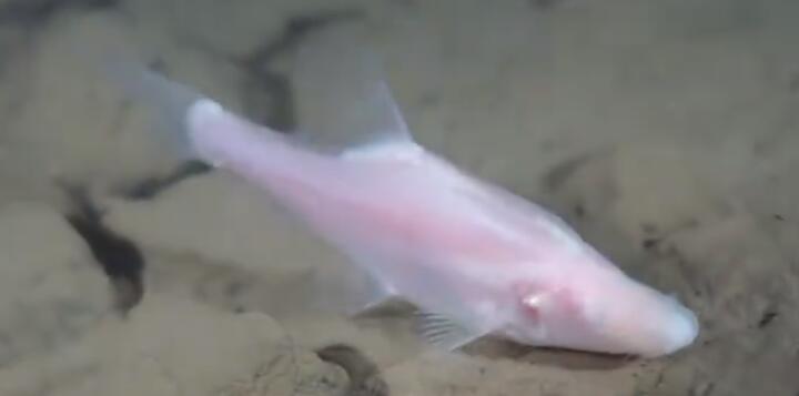 长江发现鱼类新物种贵阳金线鲃