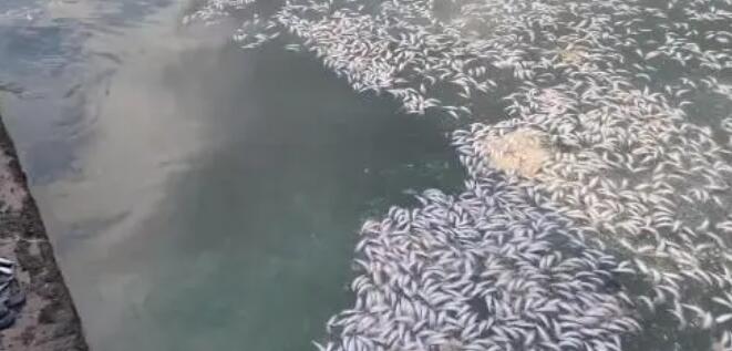 日本北海道再现大量沙丁鱼尸体