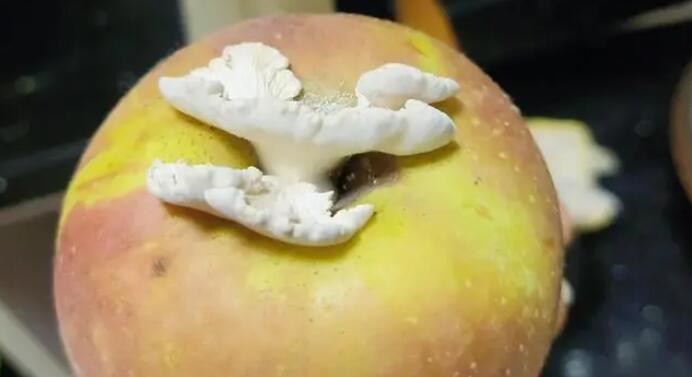 苹果长出大蘑菇裂褶菌