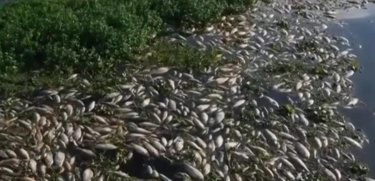 巴西一河流遭工业废水污染