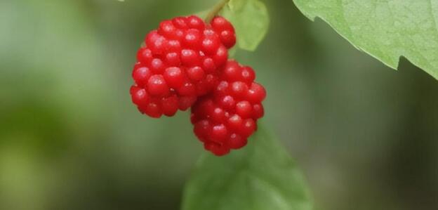 迈开腿让我看看你的草莓图