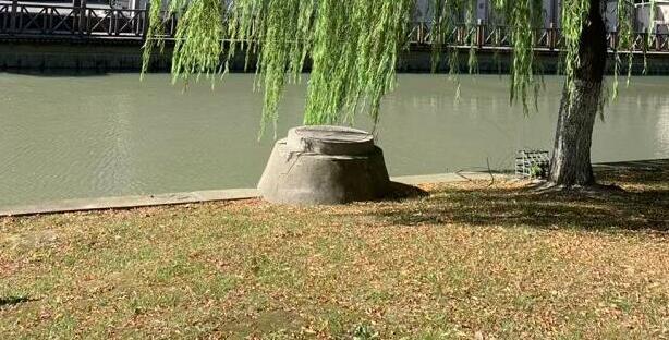 南方潮湿到树都长出气生根了