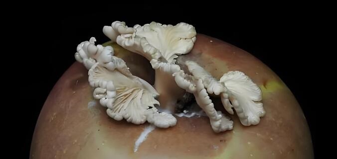 上海网友集中晒蘑菇