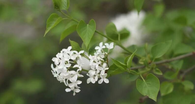 有一种叫云南的生活