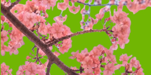 你从十岁插在樱花上面什么歌