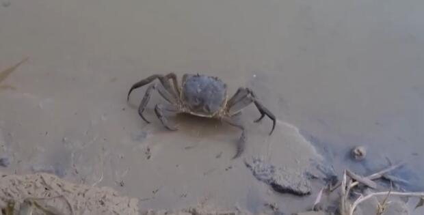 新疆塔克拉玛干沙漠养出了大螃蟹