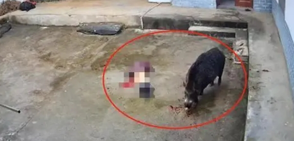 邻居讲述老人被野猪撕咬致死
