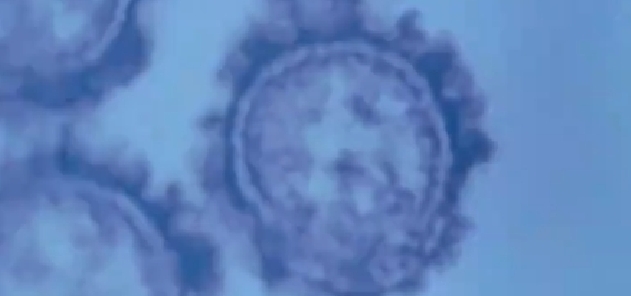 流感病毒中甲流传染性最强