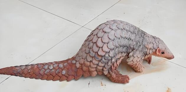 穿山甲到底说了什么梗